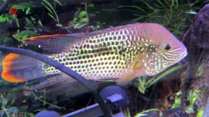 Cannibal Fish