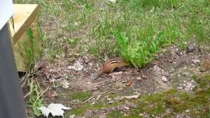 Chipmunk