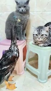 Epic Fails That Will Make Your Day