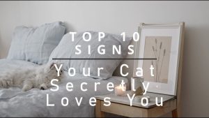❤️ TOP 10 SIGNS Your Cat Secretly Loves You 🐾