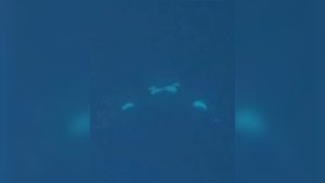 Identifican a dos orcas "besándose" con lengua en el fiordo de Kvænangen, en Noruega