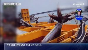 대형 참치 1300마리 잡고도…수 억어치 못 파는 이유