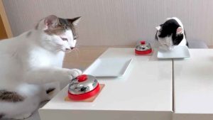 爆笑影片：美食貓把飼主變成專屬管家