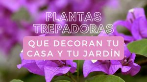 20 plantas trepadoras y enredaderas para tener en casa: caerás en sus redes