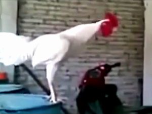 Funny Rooster