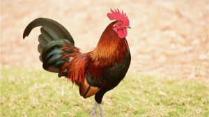 Rebondissement dans l'affaire du coq Rico : la voisine récalcitrante condamnée à une amende
