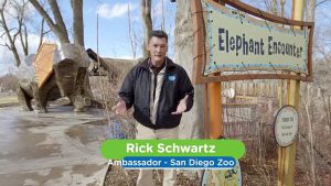 Elephants and Cancer! Find Out How These Beautiful Creatures Are Helping to Find a Cure