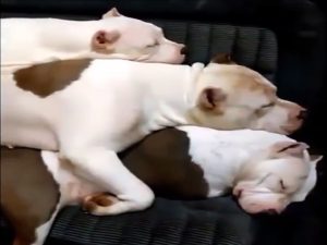 adorable pt_sleeping