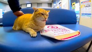 The ferry terminal just before the last flight, it was the world of lazy cats