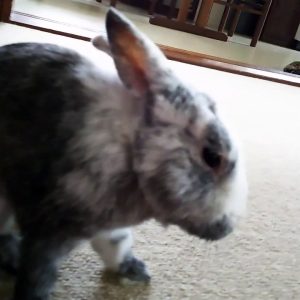 rabbit