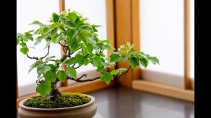 WORLD BONSAI CONVENTION 2017 in JAPAN 　世界盆栽大会inさいたま