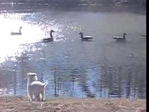 Fred vs Fowl