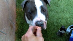 Old film❤️Scooby 3y A596016 some play yard @ Pima Animal Care Center❤️5-20-2017Adopted5-21-2017 284