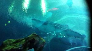 z57 presents Whale Shark