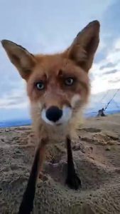 Ce renard vient voler les smartphone du photographe
