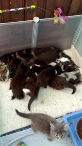 USOLINE DU PALAIS DU MCOON et ses bébés nés le 1 er juin 2025