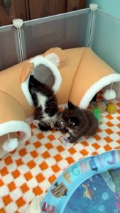 MAINE COON nés le 01 juin 2025