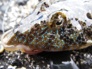 メゴチの簡単なさばき方！　～現地調達から刺身にするまで～ Catch and Cook Flatheads. So Easy!