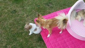 loucia et ses soeurs 07.08.2015 019