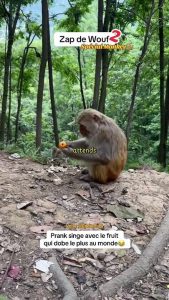 Prank singe et Durian fruit🐒😂