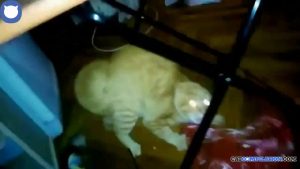 Cat Compilation | Cats Scared of Water Compilation