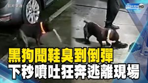 黑狗聞鞋臭到倒彈 下秒噴吐奔離現場
