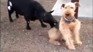 Patient Dog Ignores Annoying Goat