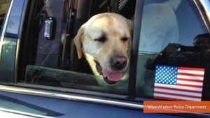 Dog Reunited with Family After 17 Months