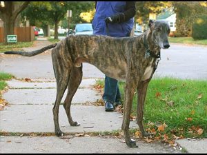 Greyhound - YouTube