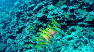 Surfing The Red Sea of Egypt