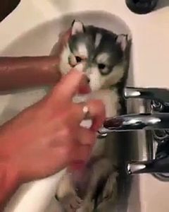 Bañando un cachorrito siberiano