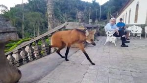 Un loup à crinière mange un bout
