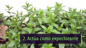 8 propiedades y beneficios de la hierbabuena