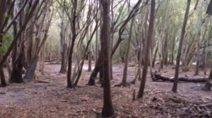 Walk in the forest / The Back Bay CA