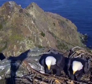 Ce couple d’aigles en plein désaccord sur l’organisation du nid 🦅💬🏠😤