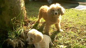 STRAY Red Poodle Teddy Bear - World's Cutest Stray Dog