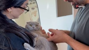 Gato ve a sus humanos después de dos meses separados: su reacción hace reír a carcajadas a la gente