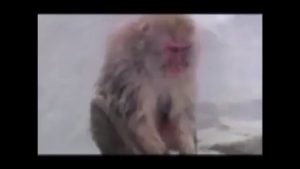 MACACOS JAPONESES