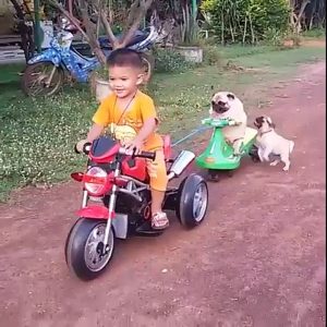 Un cane guida il trenino