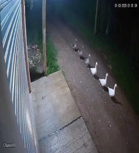 The geese uprising is officially underway...
