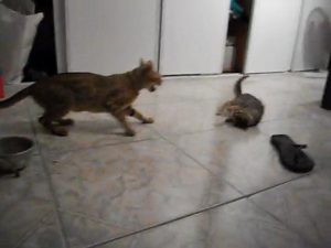 Chatte qui attaque ses petits...