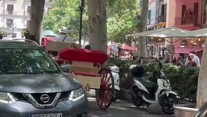 Caballos trabajando en Palma con altas temperaturas
