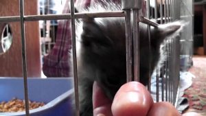 The Incredible Climbing Monkey Kitten