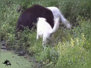 Battle of animals 2