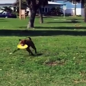 Funniest Animals Eve - Awesome Funny Animals' Life Videos - Funniest Pets