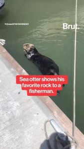 Sea otter shows off rock to fisherman