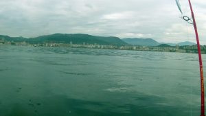 attente chasses sur bande d'anchoies