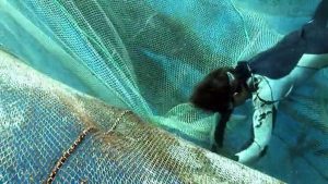 l'élevage de l'ombrine ocellée