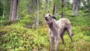scottish deerhound Kingsley