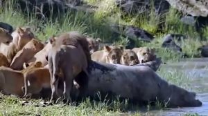 Lion vs Crocodile (Lion Attacks Crocodile)